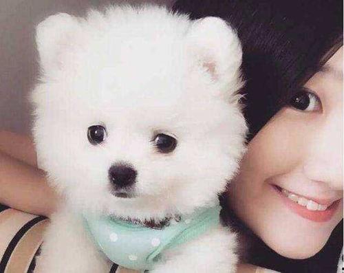 博美爆料新闻事件真相视频,揭秘新闻事件背后真相